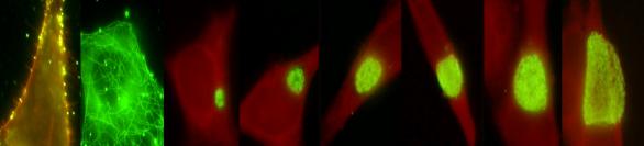 199 1992 1994 1996 1998 2 22 24 26 28 21 incidens 12, 1, 8, 6, 4, 2,, STI i Sverige 199-21 incidens per 1, chlamydia incidens