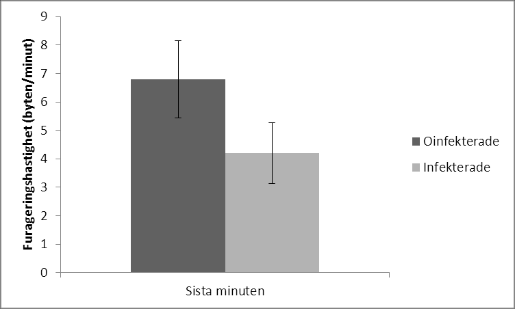 Resultat Resultaten av försöken visade att de oinfekterade fiskarna tog fler byten än de infekterade under den första minuten (Figur 2; t-test, n = 10, t = 2,38, p = 0,04).