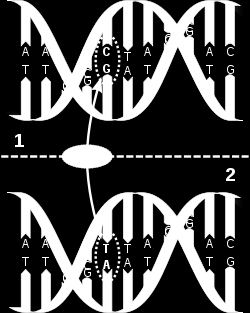 Leta efter en association mellan en DNA variant och en sjukdom i en population Människans arvsmassa är nu kartlagd och minst 10 miljoner basparsvariationer mellan olika individer har identifierats