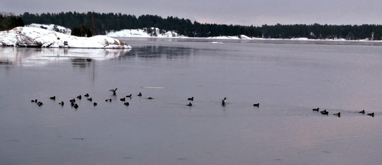 Satsning på marina inventeringar I Östergötland finns för närvarande få skyddade utsjöområden i det yttersta havsbandet. I innerskärgården behöver fler laguner och grunda vikar ett bättre skydd.