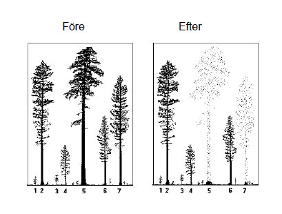 Naturkultur Naturkultur är en skötselprincip där målsättningen är att maximera nuvärdet (långsiktig lönsamhet) på varje punkt i skogen De träd som kan ge högst värdetillväxt friställs så att de kan