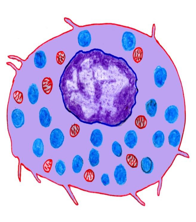 Mast Cells and their mediators Rapid Sec to min Granule -