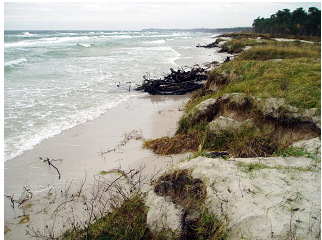 Figur 3 Erosion i Hagestad naturreservat 20 Kusterosion utanför Ystad finns dokumenterad sedan 1820-talet och under de senaste 150 åren har stranden eroderat närmare 300 meter på vissa platser.