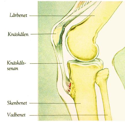 Kan inte ligga på knä, utan att det gör ont. Stötöm under knät.