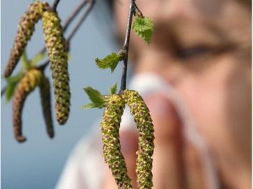 Säsongsbunden Intermittent rinit Lindriga symptom (perorala alt. nasala antihistaminer) Måttliga/Svåra symptom Nasala steroider/antihistamin ev.