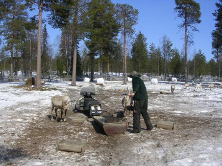 Samarbete med rennäringen 71 % av Forststyrelsens produktiva skogsmark ligger i renskötselområde. Förpliktelse att samråda med renskötselorganisationer är baserad i lag.