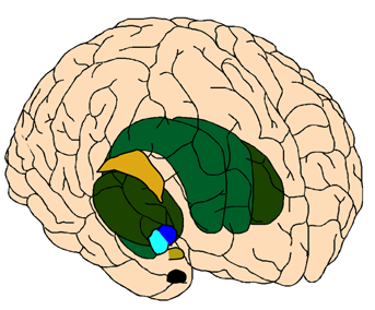 FORSKNINGEN S DAG 2008 Behandling av ofrivilliga rörelser vid Parkinsons sjukdom L-dopa är det mest effektiva läkemedlet för symtomlindring vid Parkinsons sjukdom.