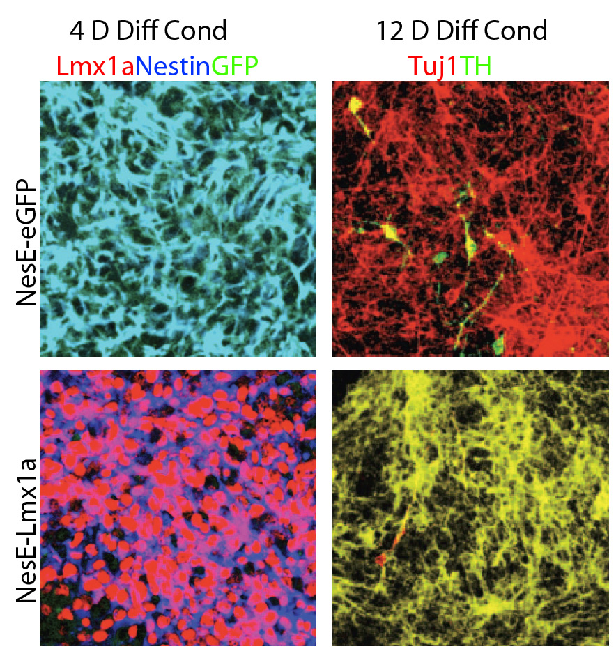 Stem cell culture for dopaminergic neurons ES cell line NesE-Lmx1a developed in J Ericsson and T Perlmann labs, A