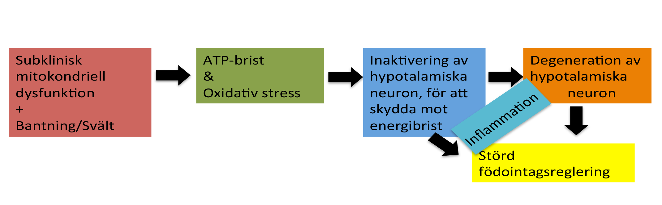 Hypotes Mitokondriell funktion i blodprover från AN-patienter. Hjärnavbildning av hypotalamus hos ANpatienter.