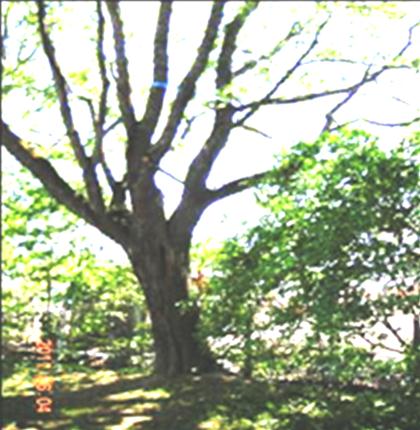 Riskträd i stadsmiljö Kan man riskindela trädarter utifrån trädens kondition och uppbyggnad?
