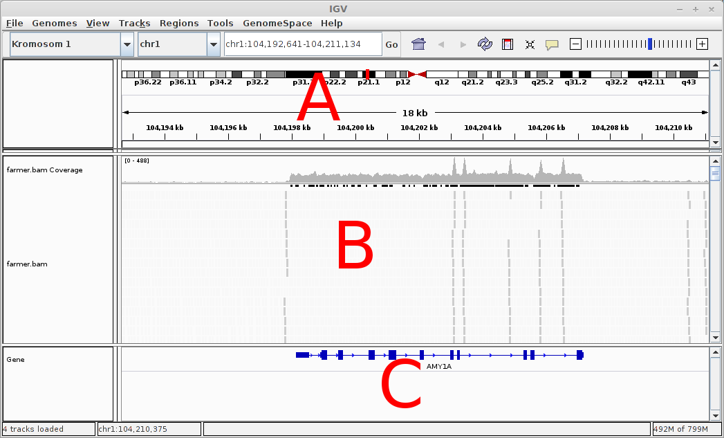 För att titta på DNA-sekvenserna kommer vi att använda ett program som heter Integrated Genome Viewer (IGV). A. Referensgenom. Detta är som ett medelvärde av flera olika hundars genom.