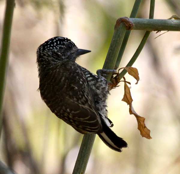 Ecuadorian Piculet. Foto: Kristian Kjellberg. Onsdag 28/10 En bastant frukost serverades klockan 04.00 och en halvtimme senare var vi på väg mot El Limón och Bosque Frejolillo.