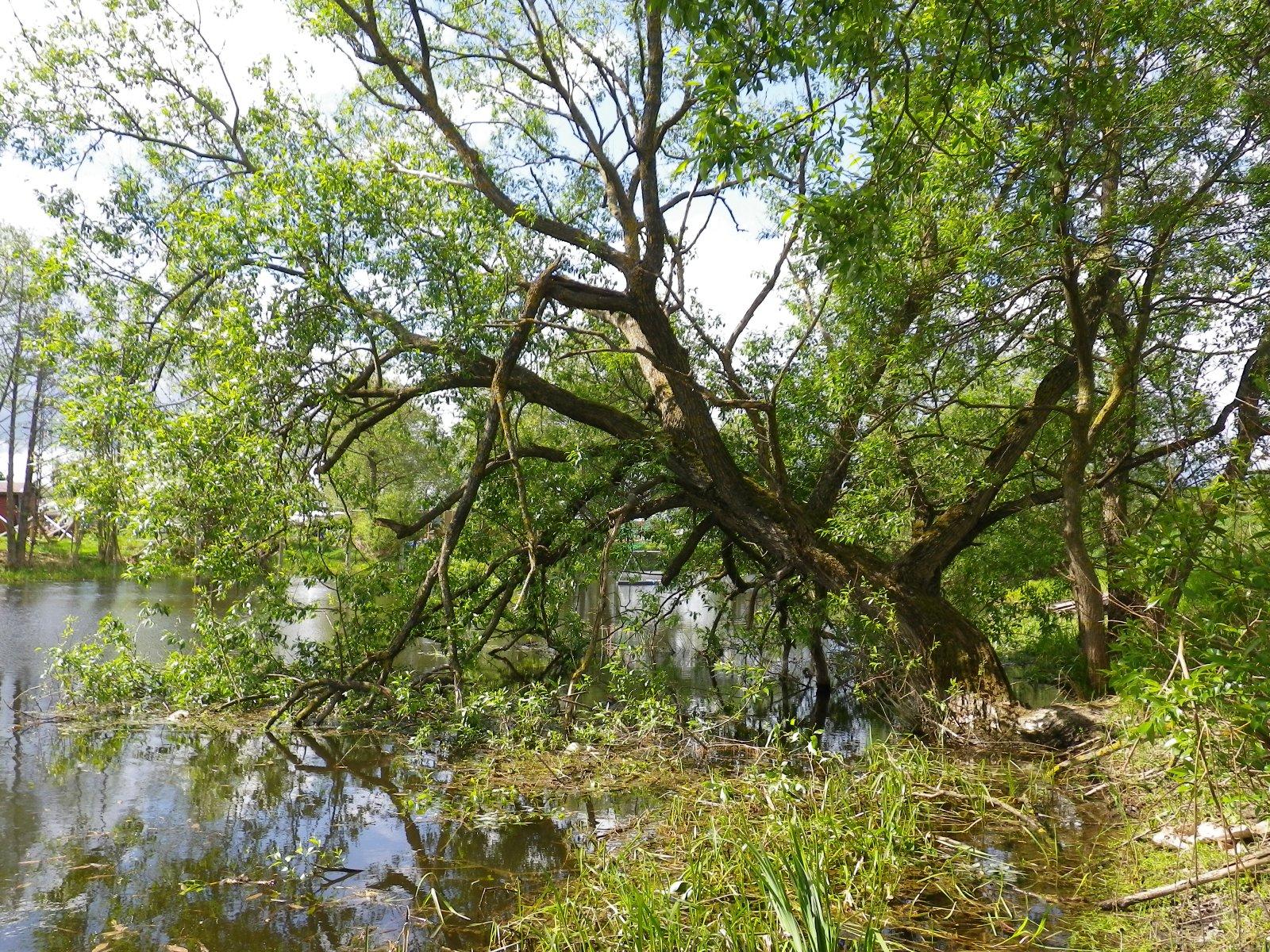 Naturvärden längs Stångån genom centrala