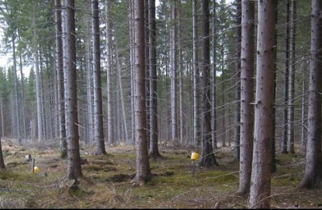 RAPPORT För Jönköpings läns Luftvårdsförbund Tillståndet i skogsmi