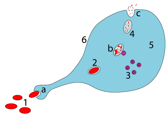 Steg i ett makrofag intaget av en patogen a. Förtäring genom phagocytosis, är en phagosome bildas b.