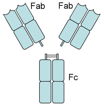Bildandet av ett antigen-antikropp komplex Fragment antigen-bindande (hinge region): är en region på en antikropp som binder till antigener (Fab fragment) epitop Fab