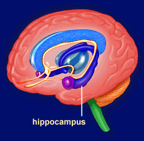 Hippocampus (på grekiska sjöhäst) Område i tinningloben i hjärnan som bland annat är kritiskt för att lagra nya minnen, vår förmåga att orientera i