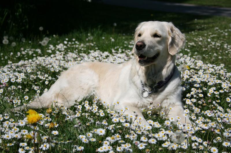 Blivande hundägare vad bör man tänka på? Dog owner to be what to think about?