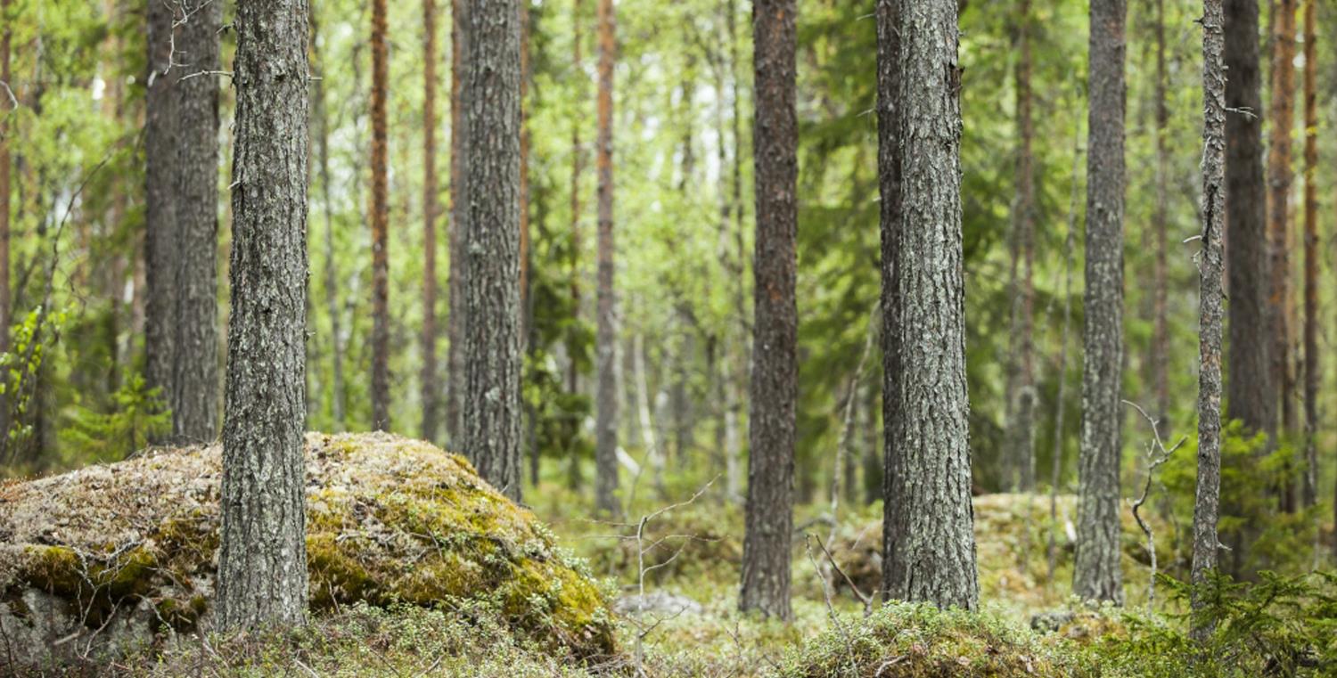 SCA Skog Hur har SCA Skog