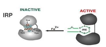 IRP- IRE regulatoriska systemet Iron Regulatory Protein (IRP) Järnstatus påverkar