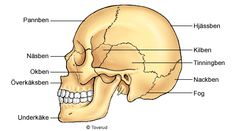 Kraniets ben hålls ihop av fogar eller sömmar. Benen har sågtandade kanter som exakt passar in i varandra och förenas med bindväv.