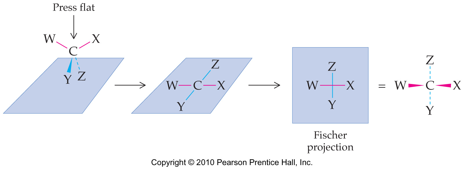 Fischer projektion ett sätt att presentera stereoisomerer två-dimensionellt Regler för att rita 1- Stereocentrum (kirala kolet C) placeras i papprets plan -