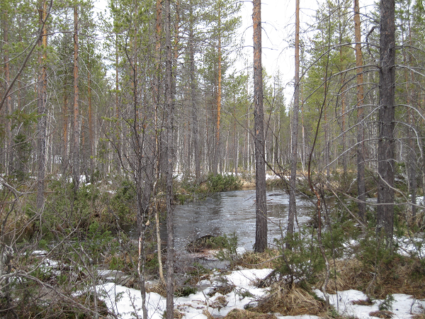 Våren är här även om det fortfarande finns mer snö i terrängen