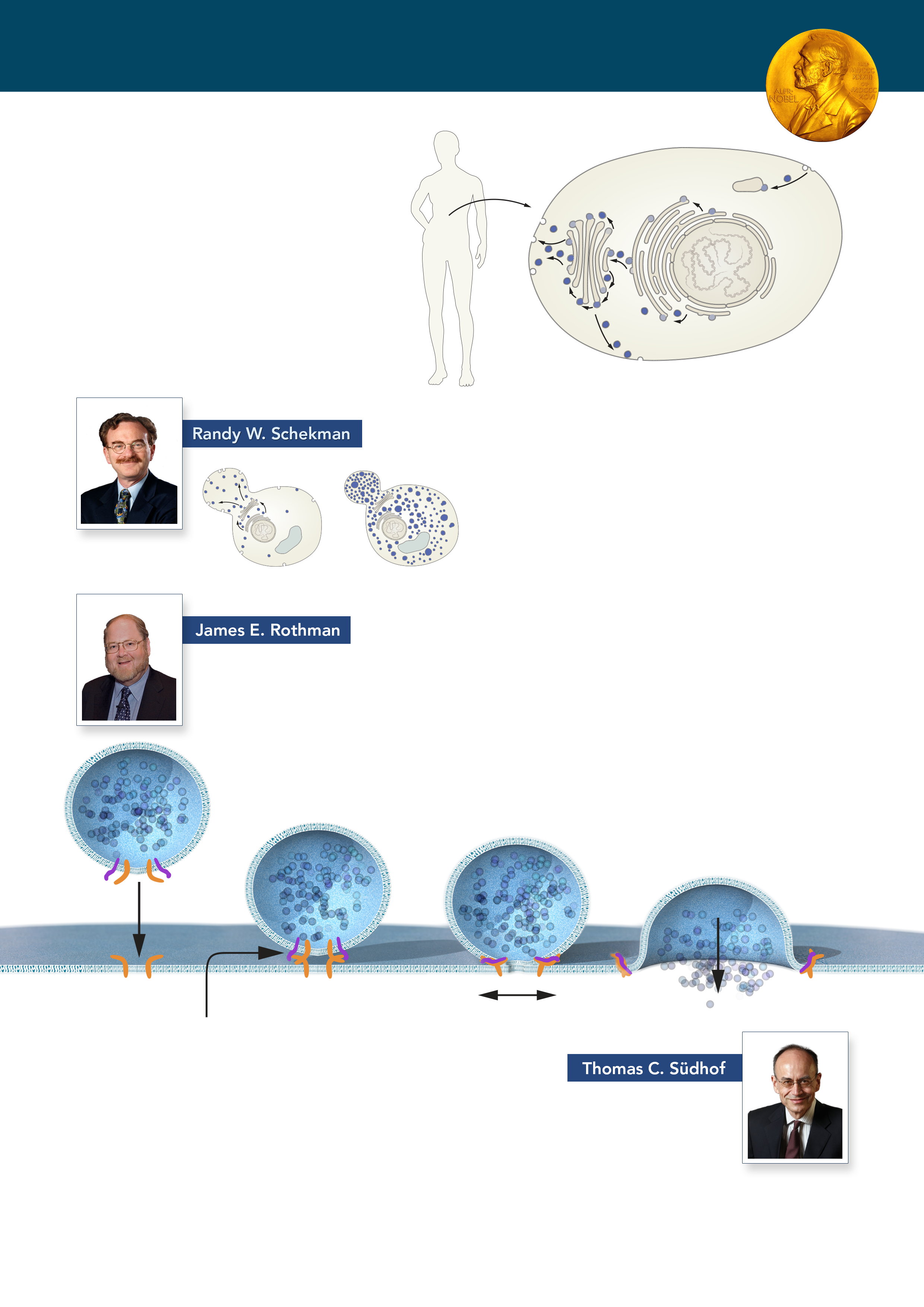 Nobelpriset i Fysiologi eller Medicin 2013 För att kroppens celler ska fungera måste rätt molekyler finnas vid rätt plats vid rätt tidpunkt.