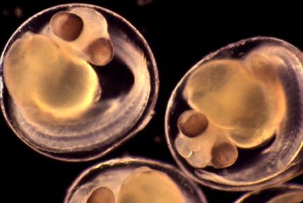 1. Excretion of pharmaceutical substances and metabolites from patients Calculation of PNEC Predicted No Effect Concentration Ecotoxicity to fish