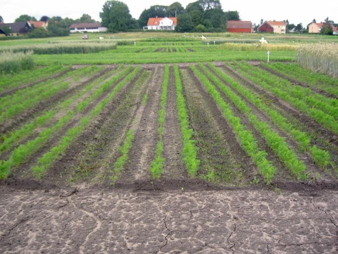 förfrukt Sockerbetor Vall biogas år 2 Rödklöverfrövall Diagram 1.