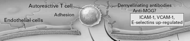 Biologiska läkemedel Ny klass protein-läkemedel ß Måste ges som dropp Selektivt immun-hämmande TNF-alfa hämmare först ß Mot Reumatism Slutar på mab ß monoclonal antibody ß Remicade Infliximab mot RA