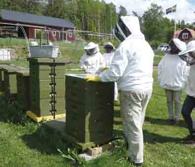 preben.kristiansen.sbr@biodlarna.org PREBEN KRISTIANSEN Bihälsokonsulent Bihälsa Apiguard har nu godkänts Preparatet Apiguard godkändes i juni av Läkemedelsverket för bekämpning av varroakvalster.