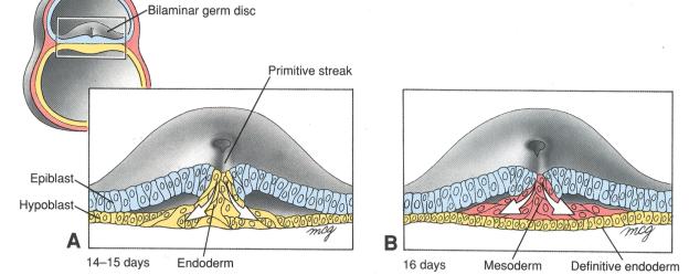19 Fråga 16 (8 p) Beskriv översiktligt embryots utveckling från encellsstadiet (då pronuklei har sammansmält) tills det att de tre definitiva groddbladen (germ layers) har bildats.