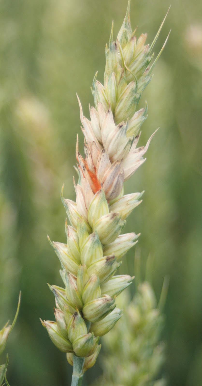 Fusarium