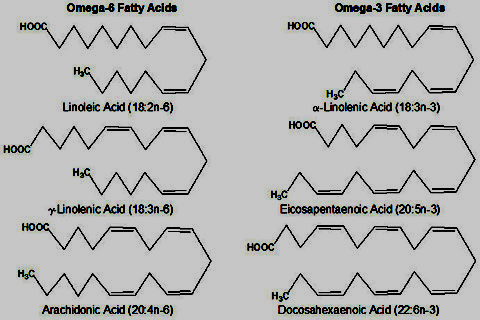 Omega 3 fettsy