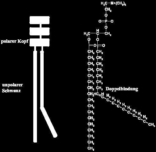 Fosfatidylkolin Finn