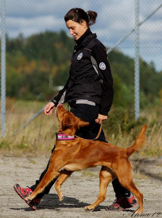 Marika Hansson Stjärnglimtens Speja - Speja (golden retriever) Ingår i Spetsgruppen. Tävlar för klubb: Råhagens BK Tävlar i klass: Elitklass. Favoritmoment: Fria följet.