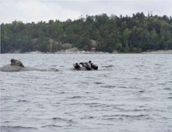 Skarvinventering och äggprickning är inte alltid ett lätt jobb. Förvaltning av skarv och säl En begränsad mindre skyddsjakt utfördes vid tre skarvkolonier Äggskären, Färlöv och Skorvan.