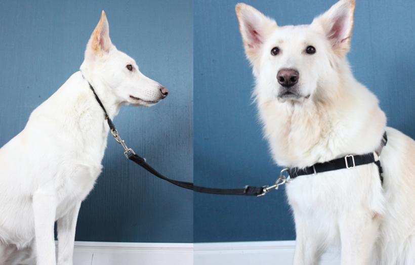 Helstryp kontra sele en studie om dess påverkan på hunden. Choke collar vs. harness a study about its impact on the dog.