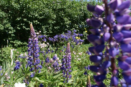 Våravslutning med mat och underhållning till självkostnadspris 18 maj kl 18.30 IOGT-NTO-Gården i Gunnebo Anmälan till Göran 0490-19411 eller Janne 0490-15256 Gökotta med tipspromenad 14 maj kl 09.