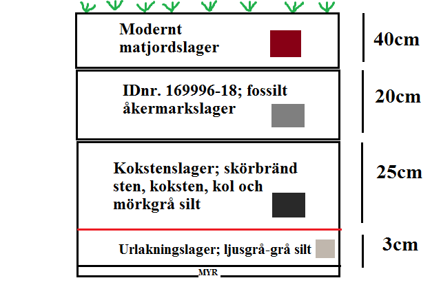 Kolprovet sändes in för datering. Figur 10. Kokstenslagret med IDnr. 169996-10 begränsades i Ö-V riktning av schaktkanterna (4m) och hade en längd på 6,5m i N-S riktning.