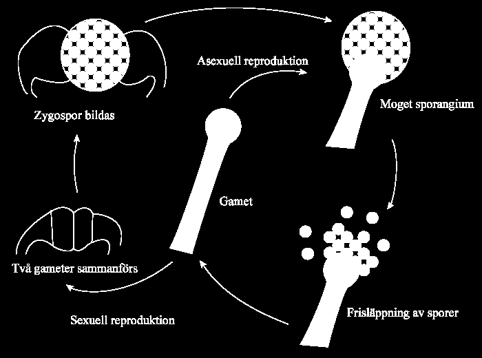 Figur 2: Generell cykel över asexuell- och sexuell reproduktion. Zygomyceternas cellvägg påminner mycket om växternas cellvägg i sin struktur, dock inte kemiskt.