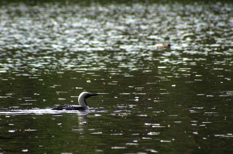 Borås Vi erbjuder ett attraktivt Viktig information Fiskekortet talar om hur du får fiska generellt i de och vat tendrag där årskortet och madskortet gäller.