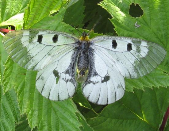 Mnemosynefjäril Norrtälje Naturvårdsstiftelse startade 1995 projekt Mnemosynefjäril vilket syftar till att rädda den starkt hotade mnemosynefjärilen (Parnassius mnemosyne) från att försvinna från