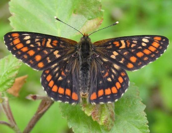 Asknätfjäril Norrtälje Naturvårdsstiftelse startade 2003 projekt Asknätfjäril vilket syftar till att bevara den starkt hotade asknätfjärilen (Euphydryas maturna) genom att upprätthålla och återskapa