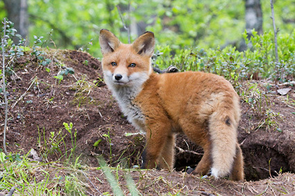 De områden som hänger ihop är naturreservat och skyddades i följande ordning: Våmhuskölen, Anjosvarden, Stopån och Norra Mora Vildmark.