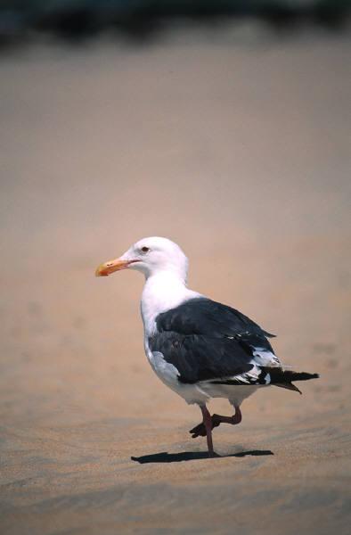 Söndag 15 Juli Vi gör en liten utflykt och letar upp fem härliga platser längs strandpromenaden, där Ni kan ta många fina bilder.