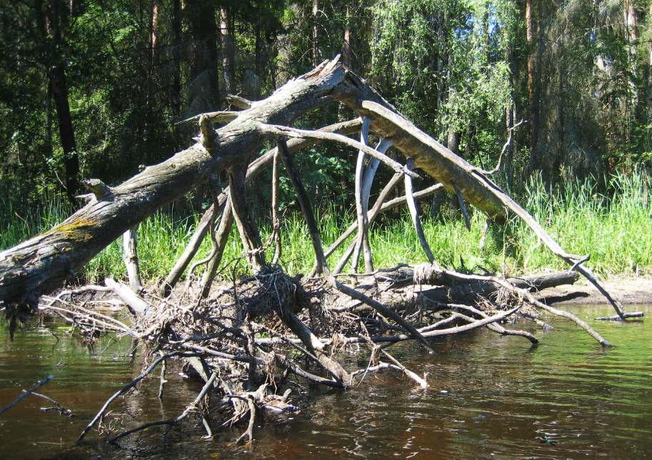 Död ved och dess påverkan på hydromorfologin med exempel från Helge å