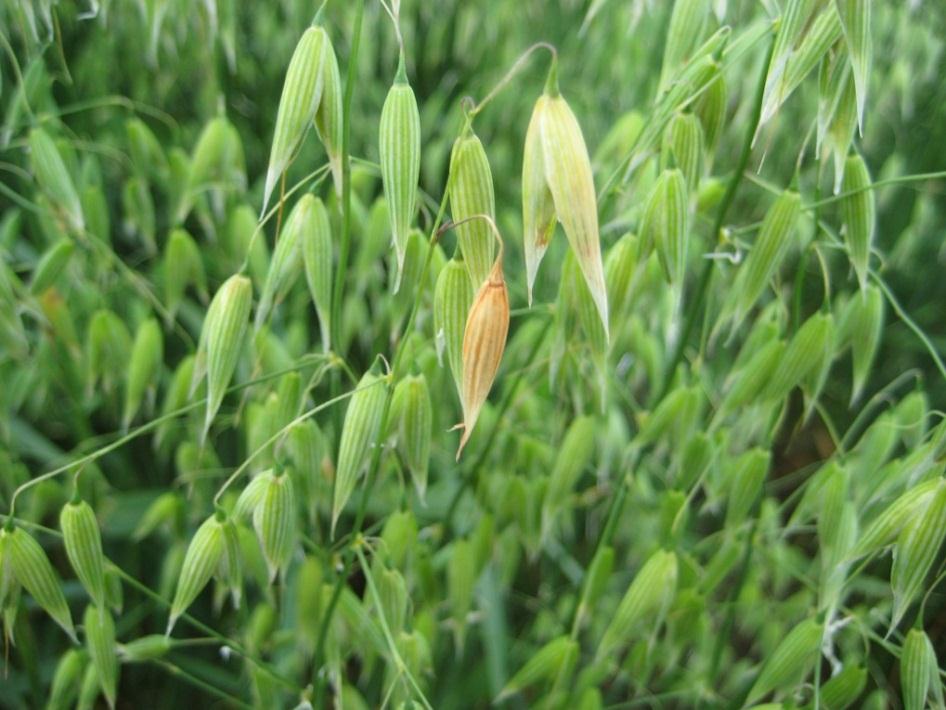 Fusarium erfarenheter från Västsverige Lars Johansson