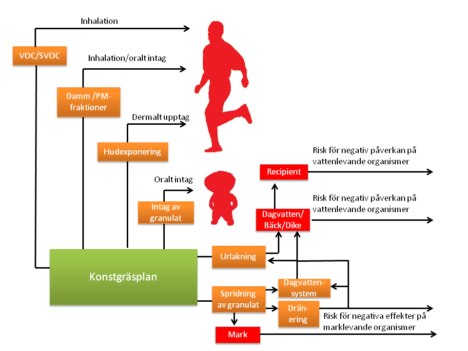 Miljö- och hälsorisker med konstgräsplaner Nedan redovisas en konceptuell modell som baseras på spridnings- och exponeringsvägar som nämns i litteraturen.